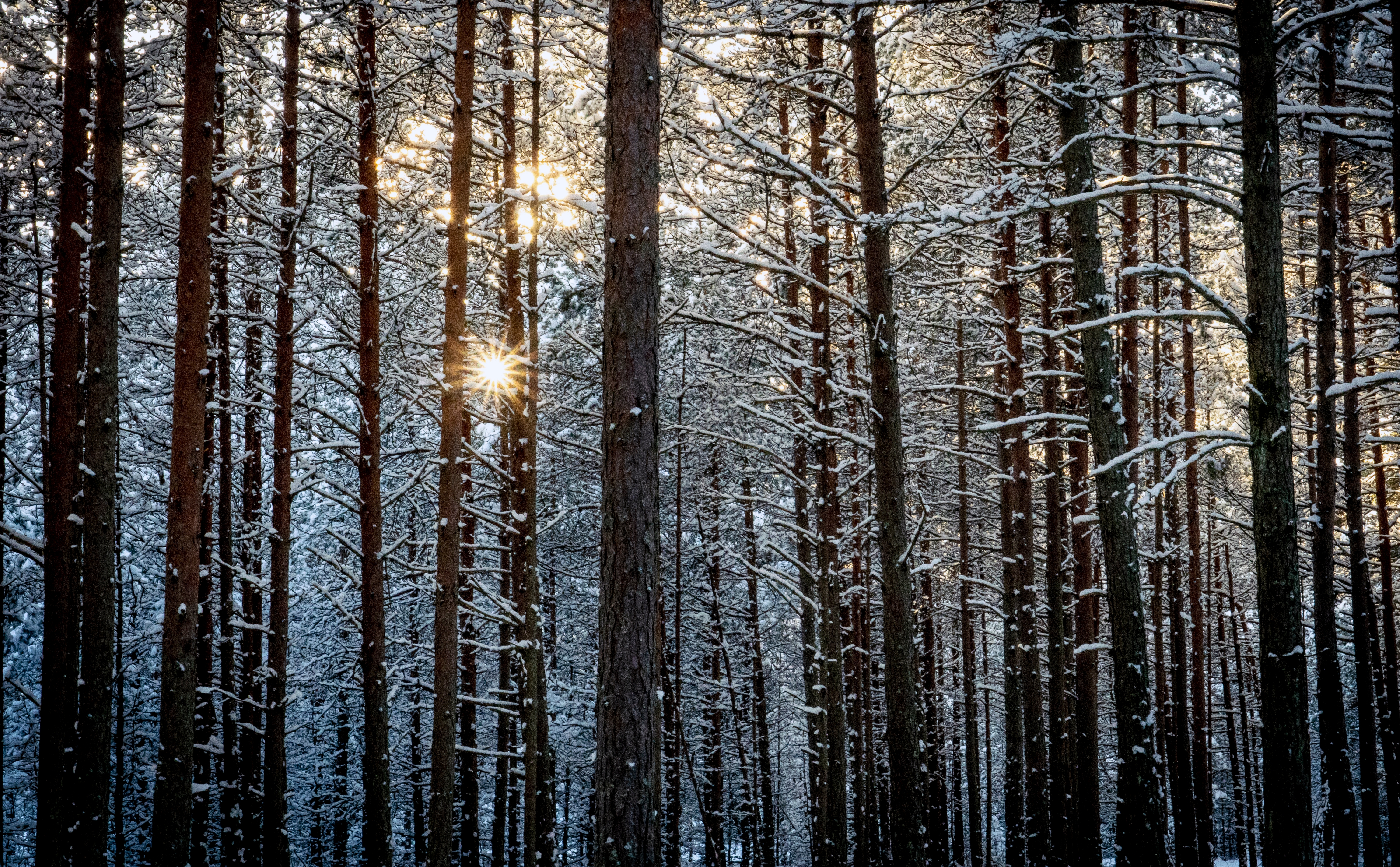large leafless trees with ice and snow on them